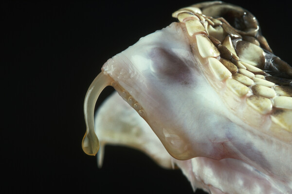 Venom on the Fang of a Diamondback Rattlesnake